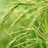 Aromatic Rice (Chinigura)