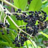 Black Papper