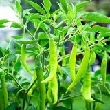 Green Chilli