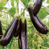 Eggplant