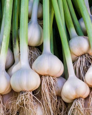 Garlic