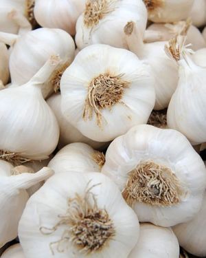 Garlic