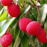 Lychee