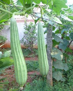 Ridge Gourd