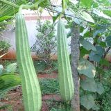 Ridge Gourd