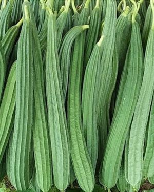 Ridge Gourd