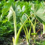 Taro Root