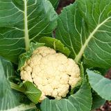 Cauliflower