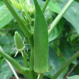 Lady’s Finger/Okra
