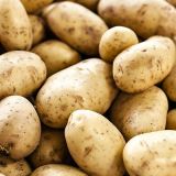 Potato