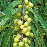 Amla