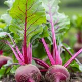 Beetroot