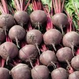 Beetroot