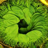 Betel-Leaf