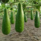 Bottle Gourd