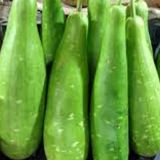 Bottle-Gourd