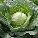 Cabbage