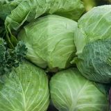 Cabbage