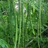 Drumstick/Moringa