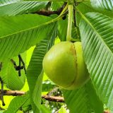 Elephant Apple