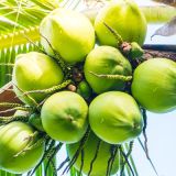 Green Coconut