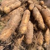 Lesser Yam