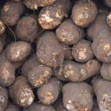 Lesser-Yam