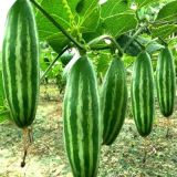 Pointed Gourd