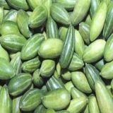 Pointed Gourd