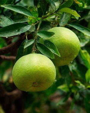 Pomelo