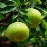 Pomelo
