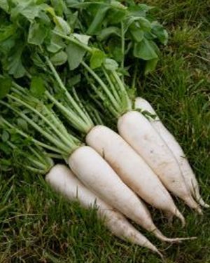 Radish
