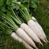 Radish