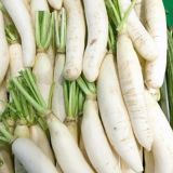 Radish