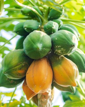 Ripe Papaya