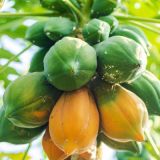 Ripe Papaya