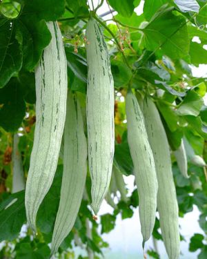 Snake Gourd