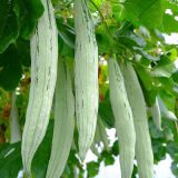 Snake Gourd