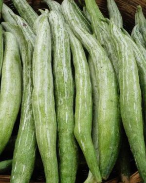Snake Gourd