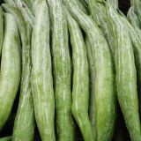 Snake Gourd