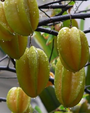 Star Fruit