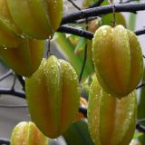 Star Fruit