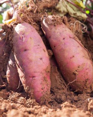 Sweet Potato