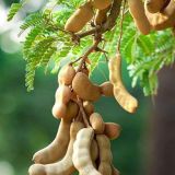 Tamarind