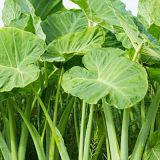 Taro Stem