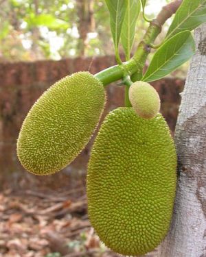 Young Jackfruit