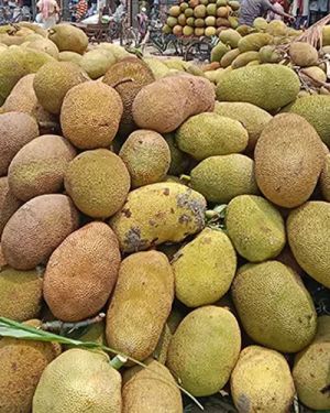 Young Jackfruit
