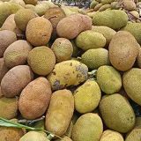 Young-Jackfruit