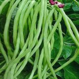 Long Bean