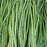 Long Bean